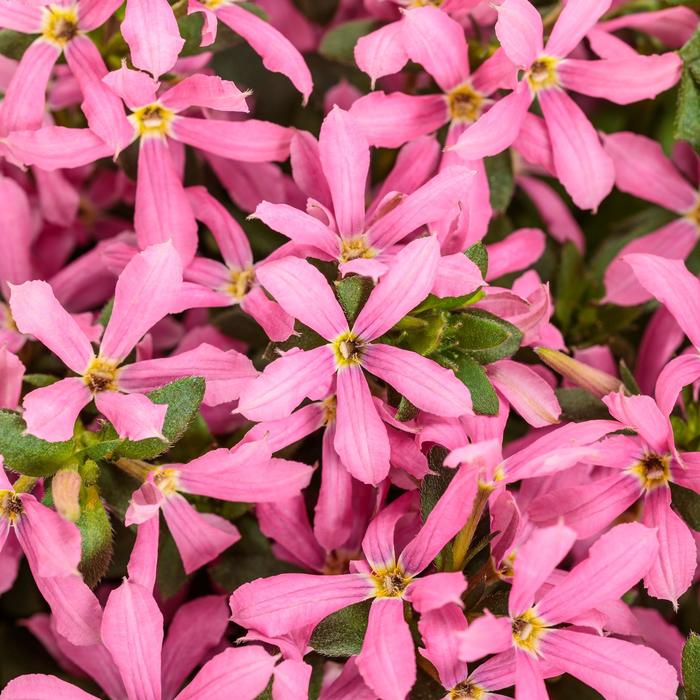 Stardiva&trade; Pink - Scaevola (Fan Flower) from 5 Acres NH