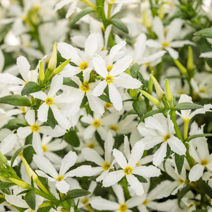 Stardiva&trade; White - Scaevola (Fan Flower) from 5 Acres NH