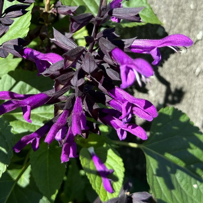 Rockin'&reg; 'Deep Purple' - Salvia from 5 Acres NH