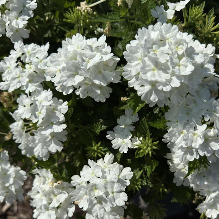 Superbena&reg; 'Whiteout&trade;' - Verbena from 5 Acres NH