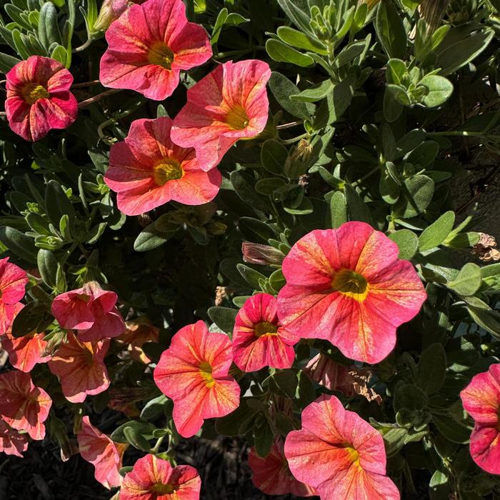 Superbells&reg; 'Tropical Sunrise' - Calibrachoa from 5 Acres NH