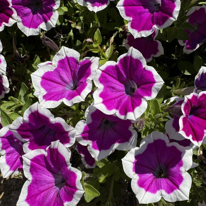 Supertunia&reg; Hoopla&trade; Vivid Orchid - Petunia from 5 Acres NH