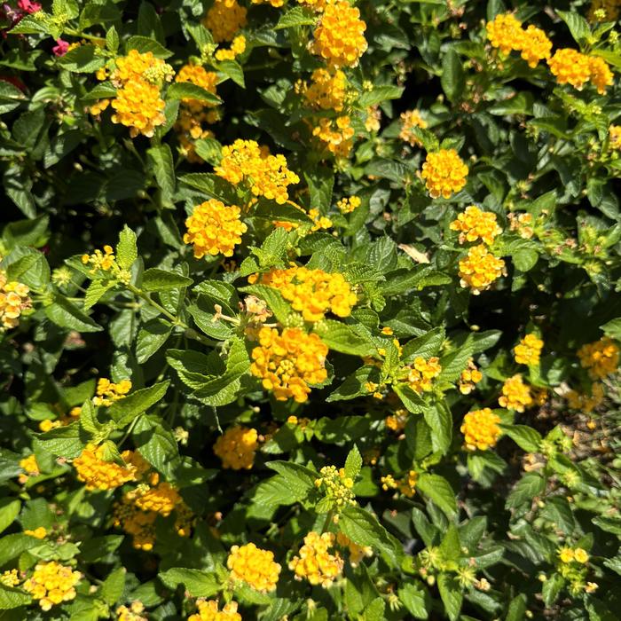 Luscious&reg; 'Goldengate&trade;' - Lantana camara from 5 Acres NH