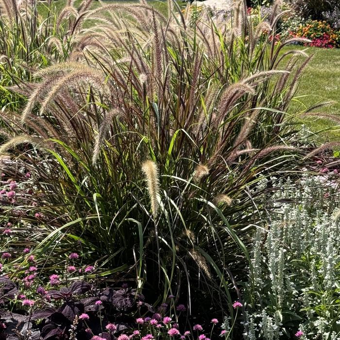 Graceful Grasses&reg; 'Fireworks' - Pennisetum setaceum (Variegated Red Fountain Grass) from 5 Acres NH