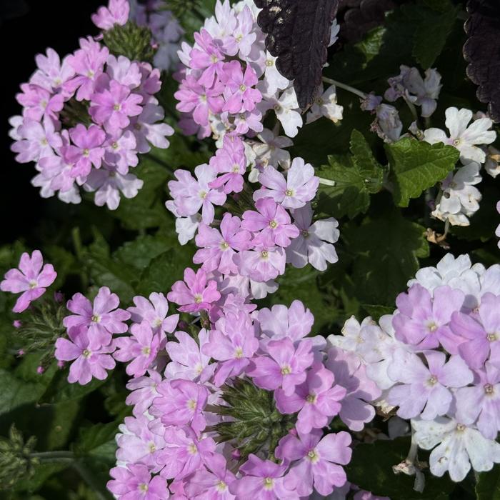 Superbena&reg; Pink Cashmere&trade; - Verbena from 5 Acres NH
