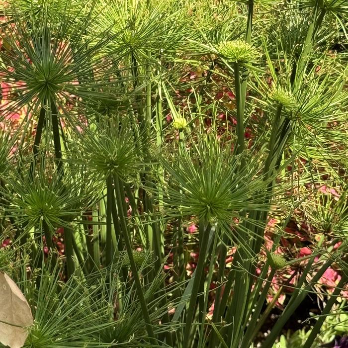 Graceful Grasses&reg; Queen Tut&trade; - Cyperus prolifer (Dwarf Papyrus) from 5 Acres NH