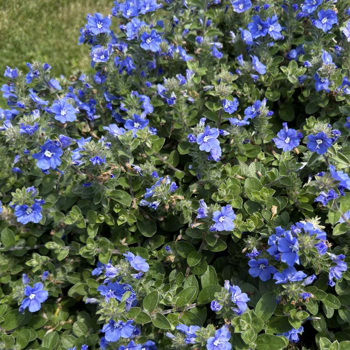 'Blue My Mind&reg; XL' Dwarf Morning Glory - Evolvulus from 5 Acres NH