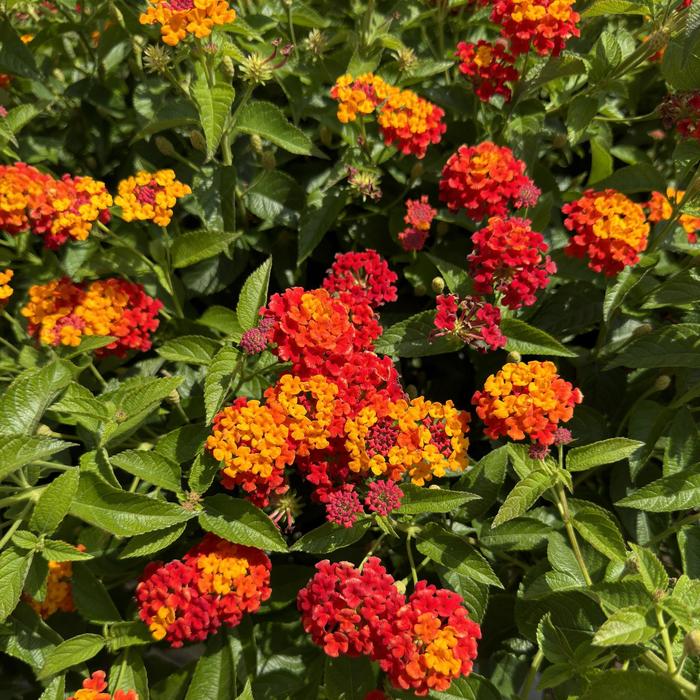 Luscious&reg; 'Citrus Blend&trade;' - Lantana camara from 5 Acres NH
