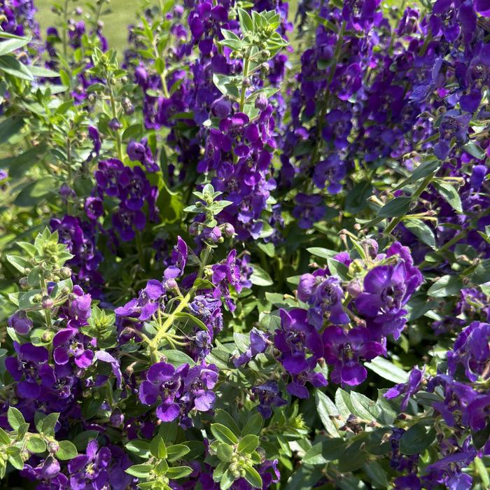 Angelface&reg; Blue - Angelonia (Summer Snapdragon) from 5 Acres NH