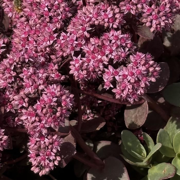 Sunsparkler&reg; 'Cherry Tart' - Sedum (Stonecrop) from 5 Acres NH