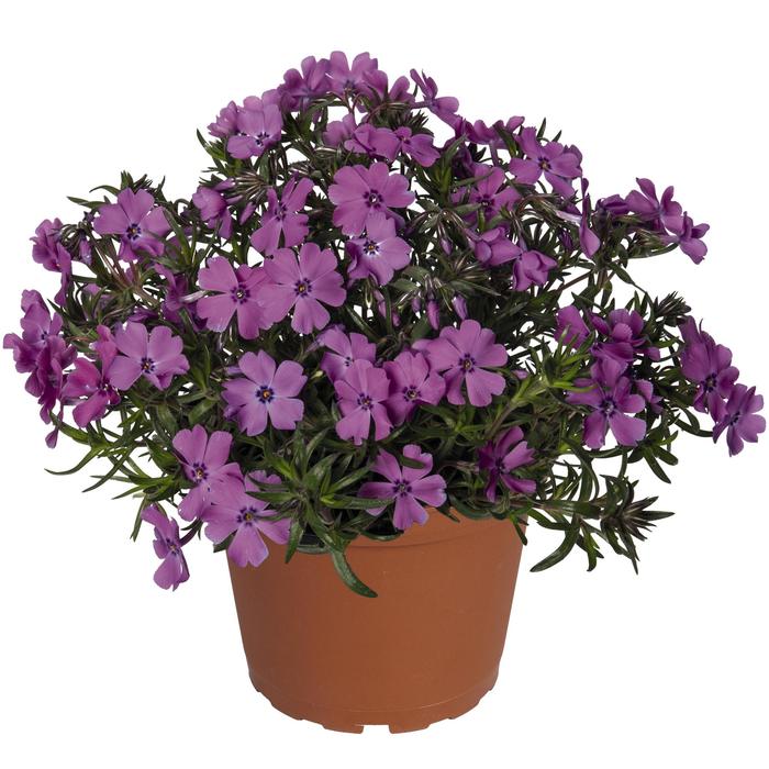 'Spring Purple' - Phlox subulata from 5 Acres NH