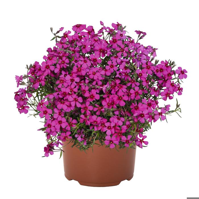 'Spring Scarlet' - Phlox subulata from 5 Acres NH