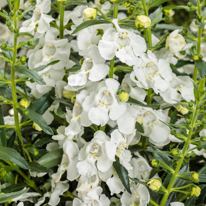 Angelface&reg; White - Angelonia (Summer Snapdragon) from 5 Acres NH