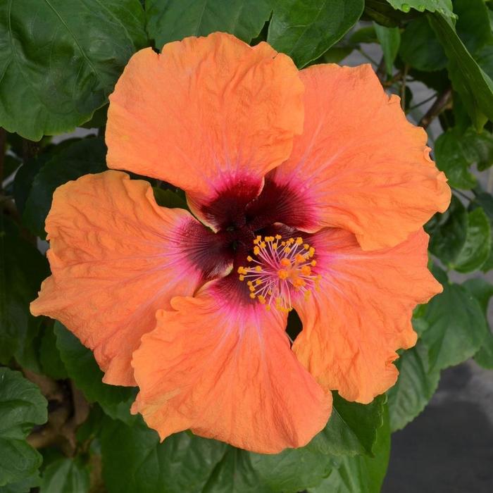 Hollywood Hibiscus&reg; Disco Diva&trade; - Hibiscus rosa-sinensis from 5 Acres NH