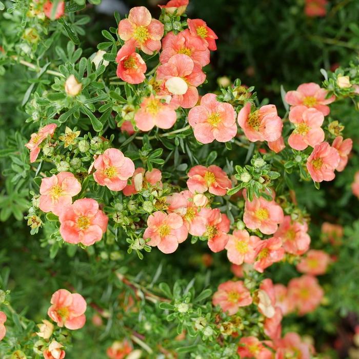 Happy Face&reg; Orange - Potentilla fruticosa from 5 Acres NH