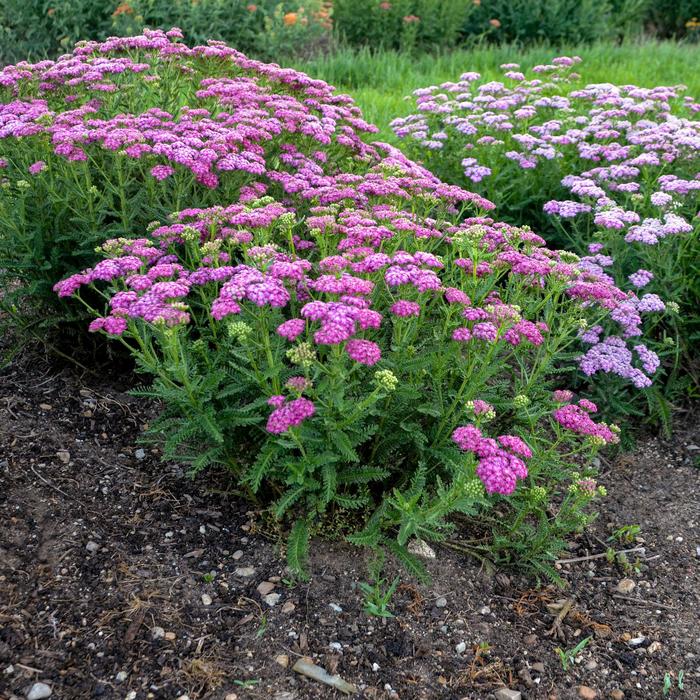 'Firefly Fuchsia' Yarrow - Achillea from 5 Acres NH