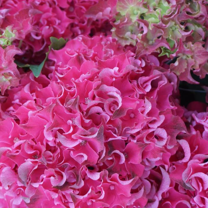 Magical&reg; 'Frill Ride' - Hydrangea macrophylla from 5 Acres NH