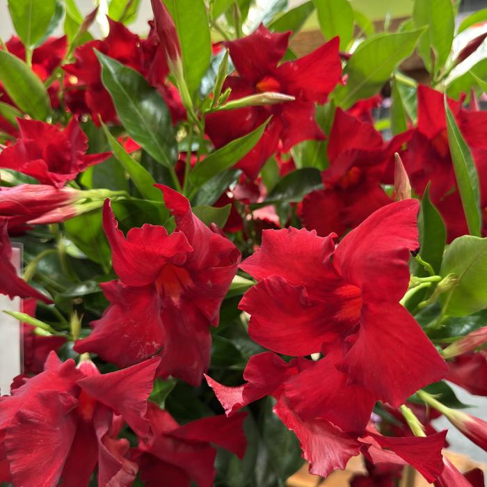 Sundenia&reg; Red Improved - Mandevilla from 5 Acres NH