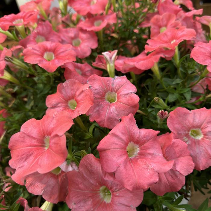 Supertunia&reg; ''Bermuda Beach&reg;'' - Petunia from 5 Acres NH