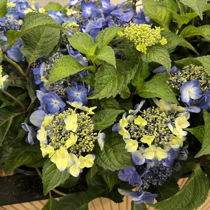 'Pop Star&reg;' Bigleaf Hydrangea - Hydrangea macrophylla from 5 Acres NH