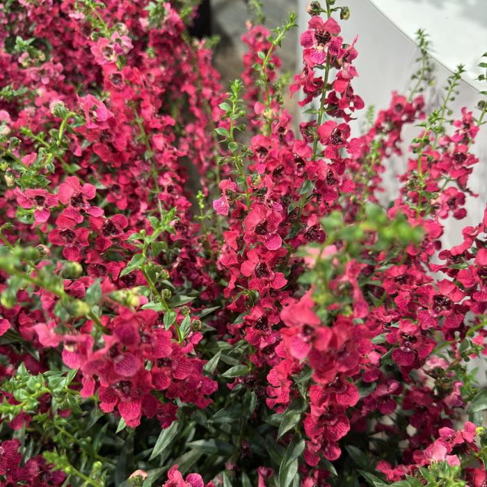 AngelFlare&trade; Cranberry - Angelonia angustifolia from 5 Acres NH
