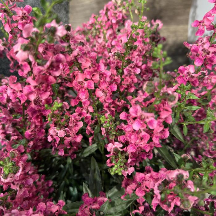 AngelFlare&trade; Orchid Pink - Angelonia angustifolia from 5 Acres NH