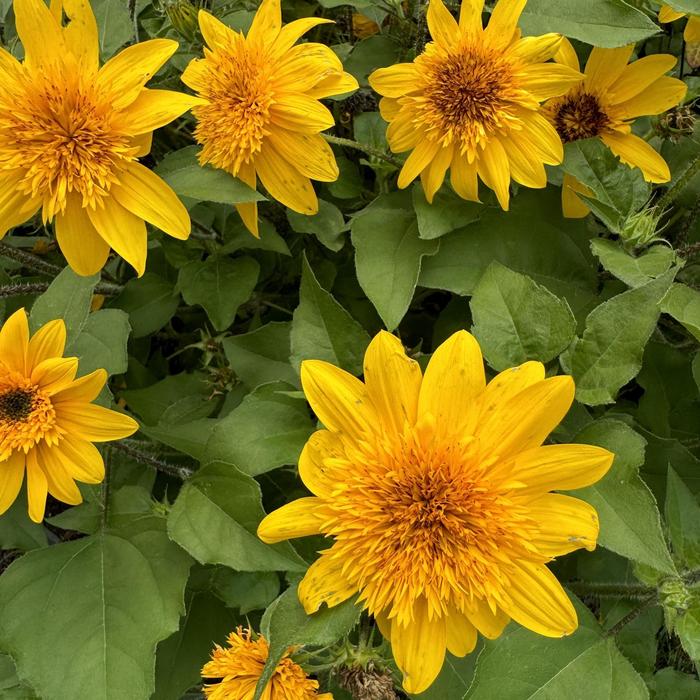 Sunfinity&reg; 'Double Yellow' Dwarf Sunflower - Helianthus annuus from 5 Acres NH
