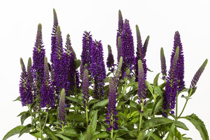Vernique&reg; Dark Blue Improved - Veronica longifolia (Speedwell) from 5 Acres NH