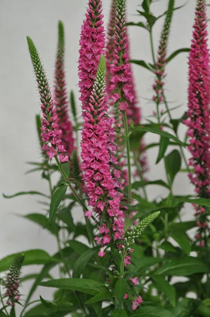 Vernique&reg; Raspberry - Veronica longifolia (Speedwell) from 5 Acres NH