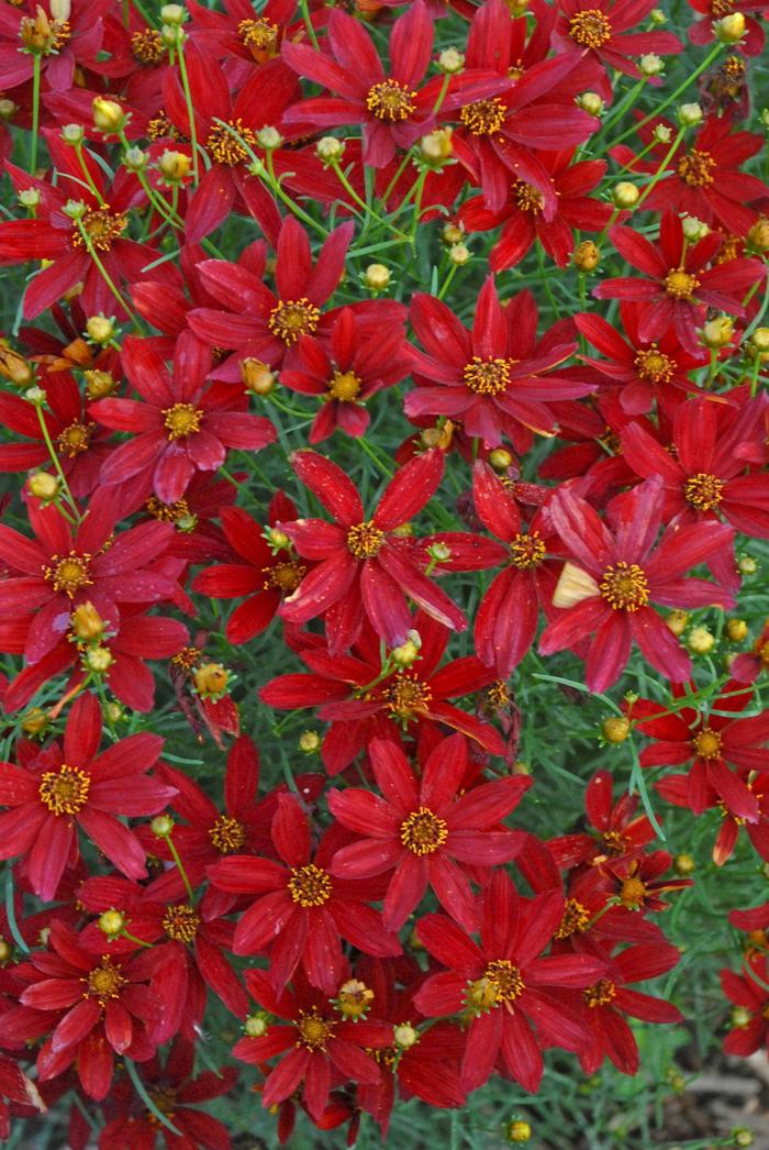 Sizzle & Spice&reg; 'Hot Paprika' - Coreopsis (Tickweed) from 5 Acres NH