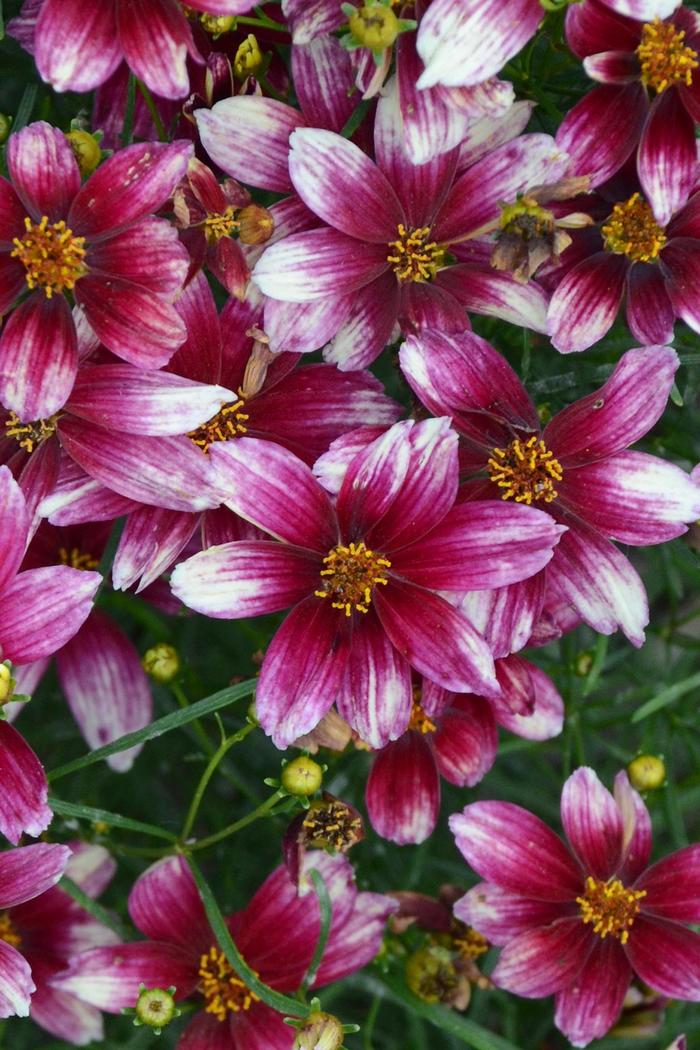 Sizzle & Spice&reg; 'Zesty Zinger' - Coreopsis (Tickweed) from 5 Acres NH