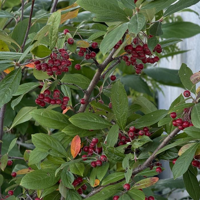 'Brilliantissima' Red Chokeberry - Aronia arbutifolia from 5 Acres NH