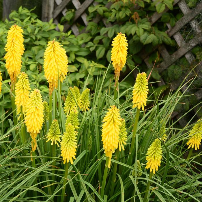 Pyromania&trade; 'Solar Flare' - Kniphofia (Red Hot Poker) from 5 Acres NH