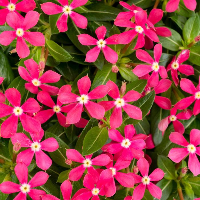 Soiree kawaii&reg; Coral - Catharanthus (Vinca) from 5 Acres NH