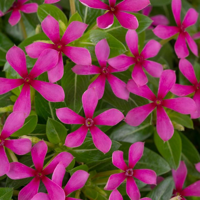 Soiree kawaii&reg; 'Light Purple' - Catharanthus (Vinca) from 5 Acres NH