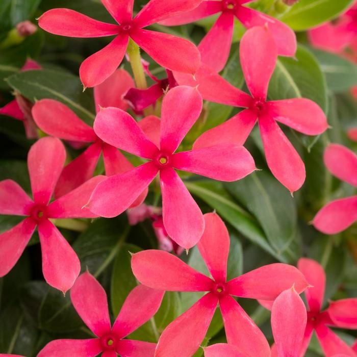 Soiree kawaii&reg; 'Red Shades' - Catharanthus (Vinca) from 5 Acres NH