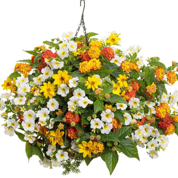 'Ireland' - Combination Planter from 5 Acres NH