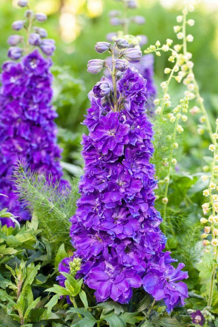 Delgenius™ 'Kingsley' - Delphinium x hybridus from 5 Acres NH