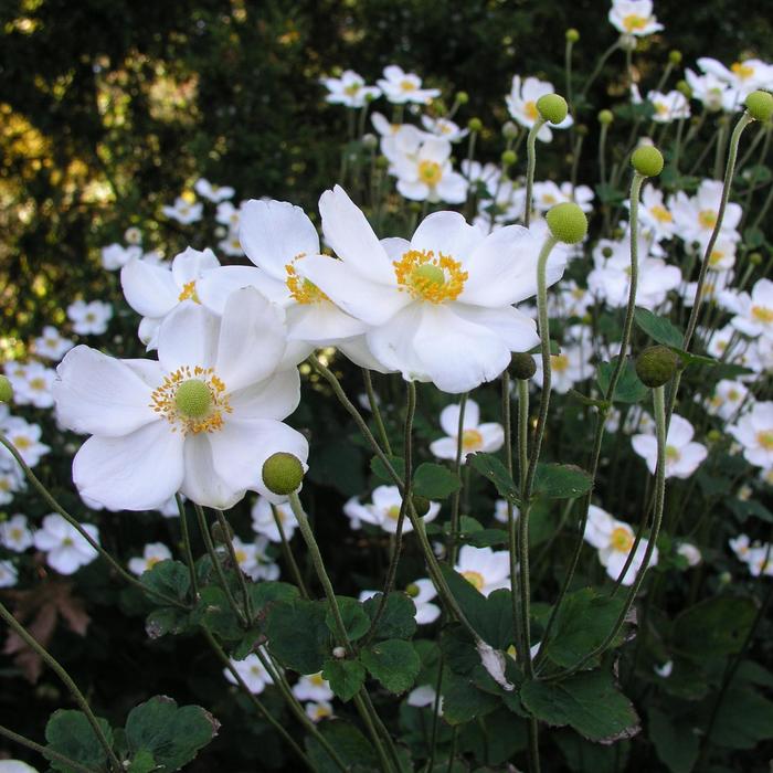 'Honorine Jobert' Japanese Anemone - Anemone from 5 Acres NH