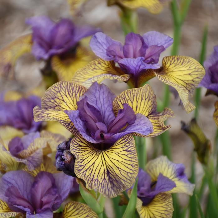 'Purring Tiger' Siberian Iris - Iris sibirica from 5 Acres NH