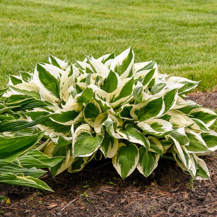 'Patriot' - Hosta (Plantain Lily) from 5 Acres NH
