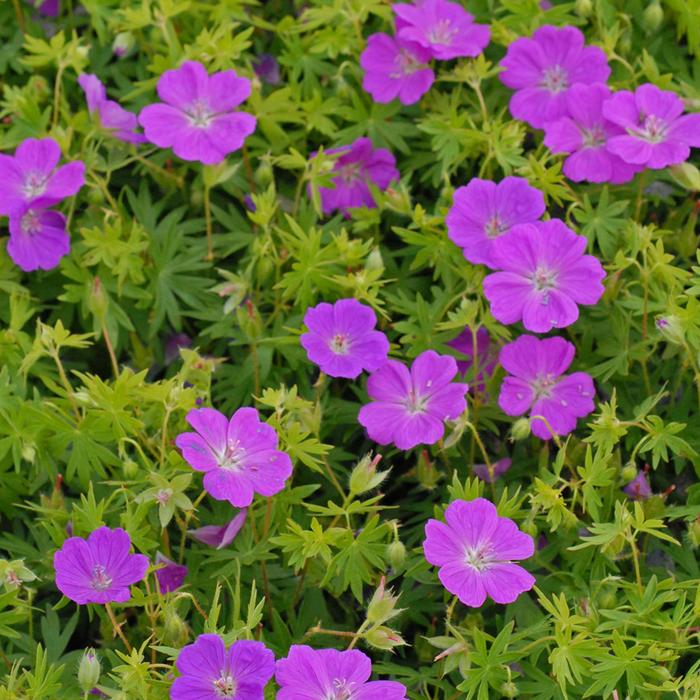 'New Hampshire Purple' Cranesbill - Geranium sanguineum from 5 Acres NH