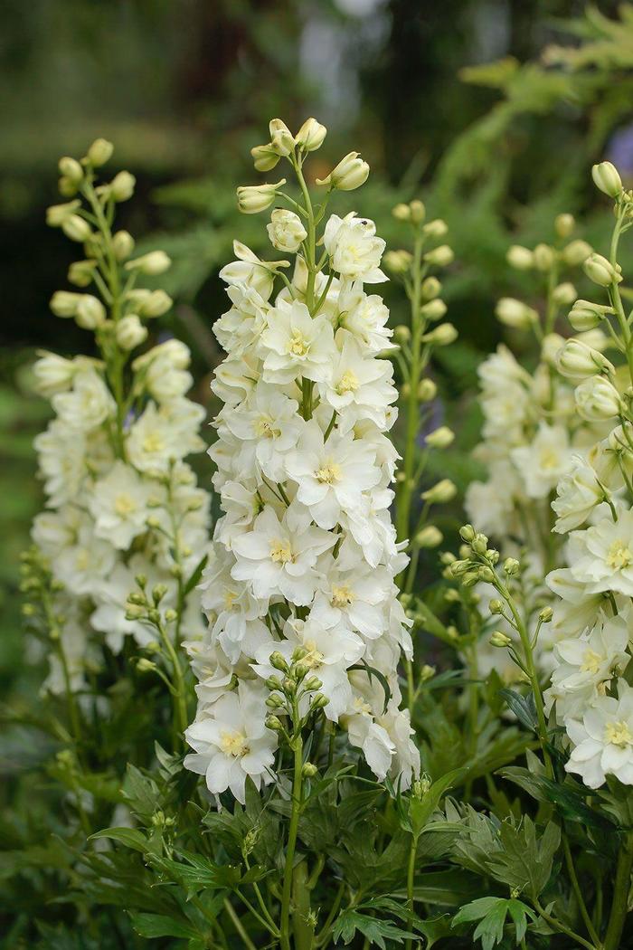 Delgenius&trade; 'Neva' - Delphinium from 5 Acres NH