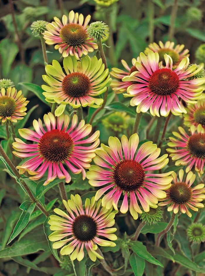 'Green Twister' - Echinacea purpurea (Coneflower) from 5 Acres NH