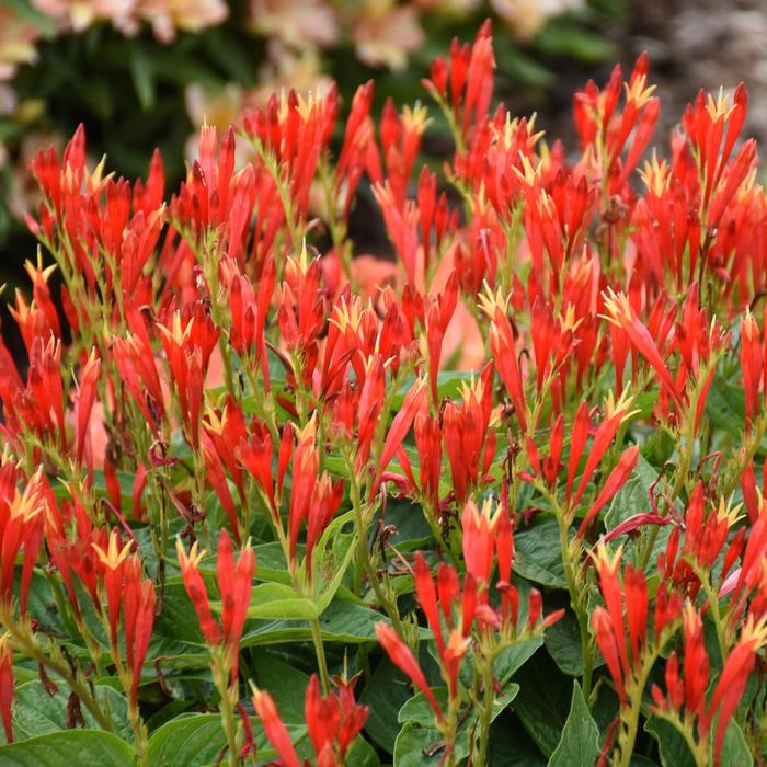 'Ragin Cajun' Indian Pink - Spigelia marilandica from 5 Acres NH