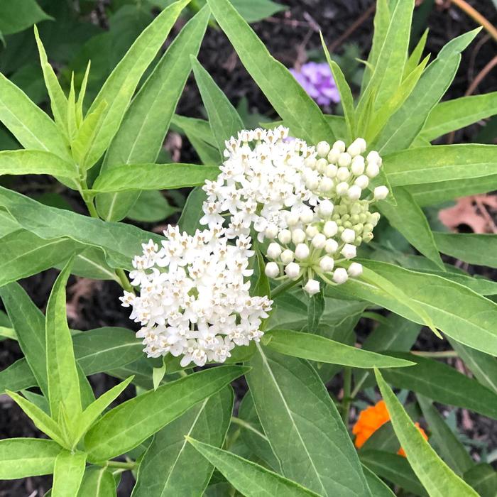 'Ice Ballet' Milkweed - Asclepias incarnata from 5 Acres NH