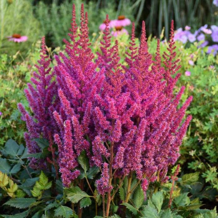 'Visions' - Astilbe chinensis (Chinese Astilbe) from 5 Acres NH