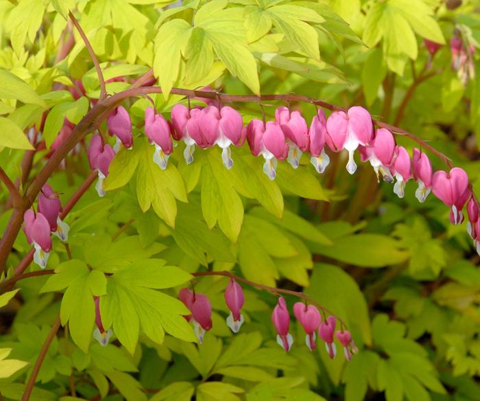 'Gold Heart' Bleeding Heart - Dicentra spectabilis from 5 Acres NH