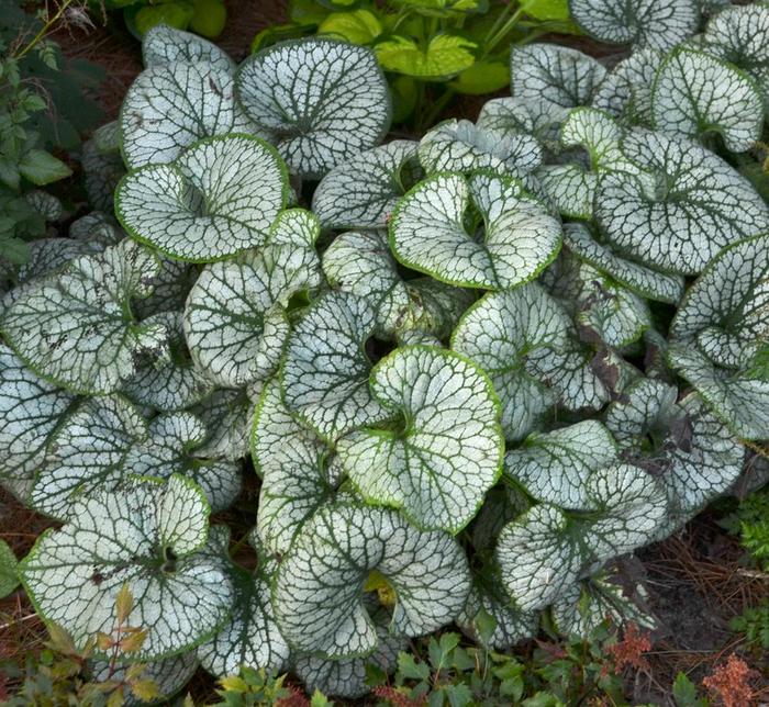 'Jack Frost' Siberian Bugloss - Brunnera macrophylla from 5 Acres NH