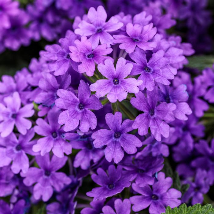 Superbena &reg; Cobalt - Verbena from 5 Acres NH